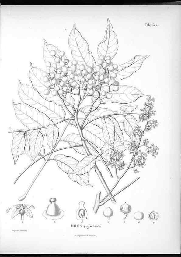 Reproducción/Reproduction 49556898267: Nova genera et species plantarum :. Antverpiae :Ex officina Christophori Plantini ...,1576.. 