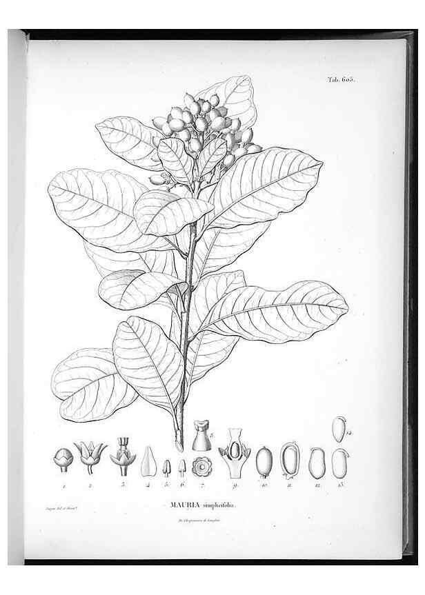 Reproducción/Reproduction 49556661016: Nova genera et species plantarum :. Antverpiae :Ex officina Christophori Plantini ...,1576.. 