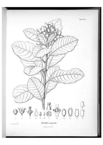 Reproducción/Reproduction 49556661016: Nova genera et species plantarum :. Antverpiae :Ex officina Christophori Plantini ...,1576.. 
