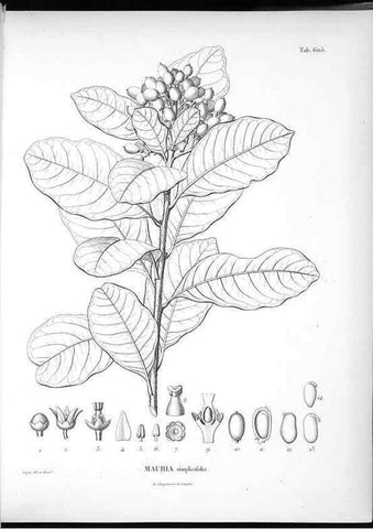 Reproducción/Reproduction 49556661016: Nova genera et species plantarum :. Antverpiae :Ex officina Christophori Plantini ...,1576.. 