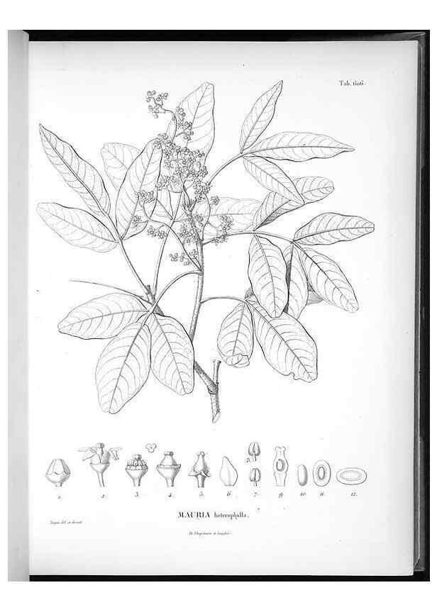 Reproducción/Reproduction 49556164283: Nova genera et species plantarum :. Antverpiae :Ex officina Christophori Plantini ...,1576.. 
