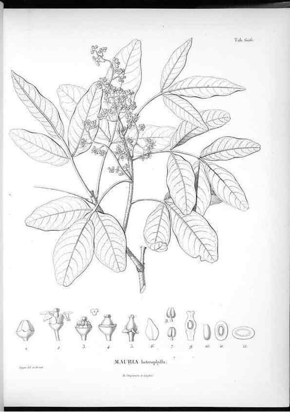 Reproducción/Reproduction 49556164283: Nova genera et species plantarum :. Antverpiae :Ex officina Christophori Plantini ...,1576.. 