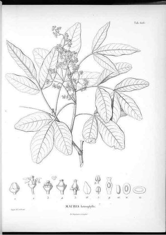Reproducción/Reproduction 49556164283: Nova genera et species plantarum :. Antverpiae :Ex officina Christophori Plantini ...,1576.. 