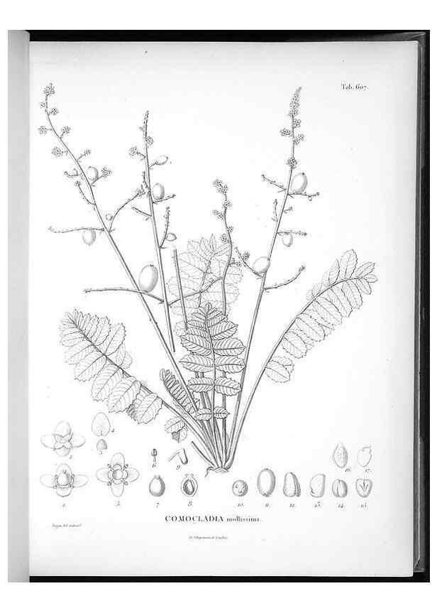 Reproducción/Reproduction 49556898757: Nova genera et species plantarum :. Antverpiae :Ex officina Christophori Plantini ...,1576.. 