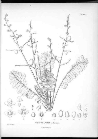 Reproducción/Reproduction 49556898757: Nova genera et species plantarum :. Antverpiae :Ex officina Christophori Plantini ...,1576.. 