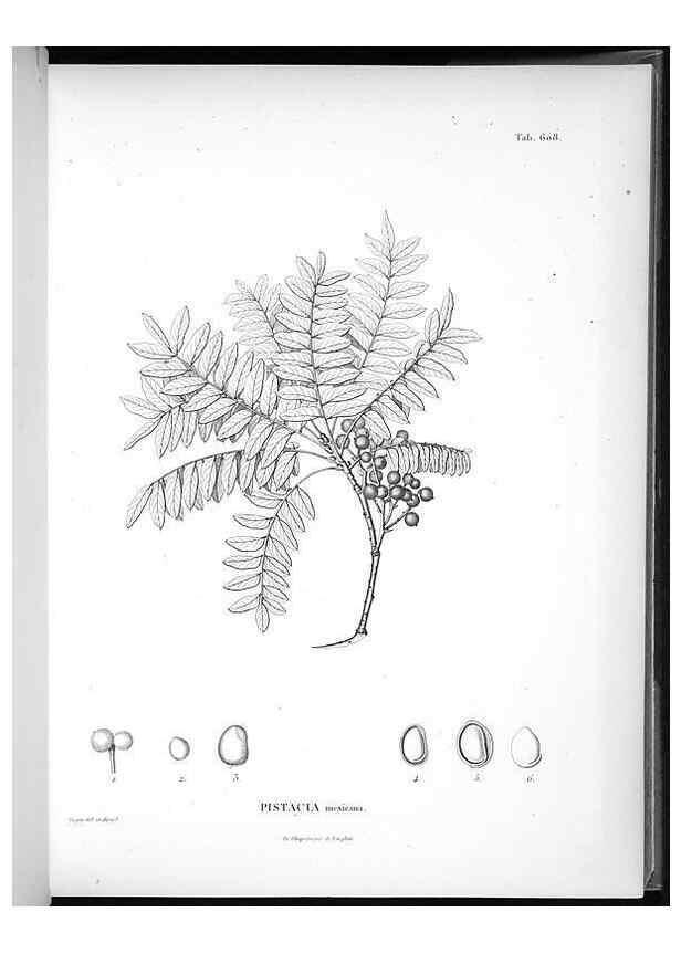 Reproducción/Reproduction 49556164588: Nova genera et species plantarum :. Antverpiae :Ex officina Christophori Plantini ...,1576.. 