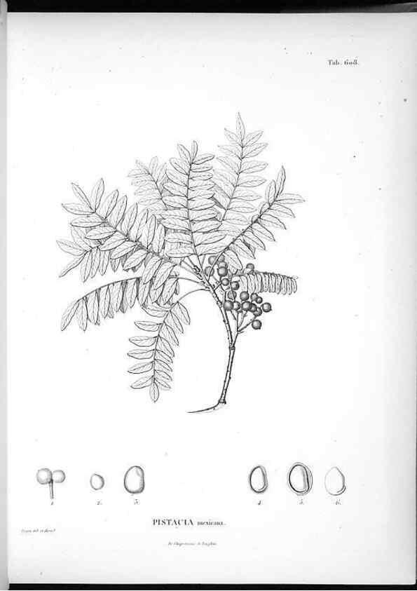 Reproducción/Reproduction 49556164588: Nova genera et species plantarum :. Antverpiae :Ex officina Christophori Plantini ...,1576.. 