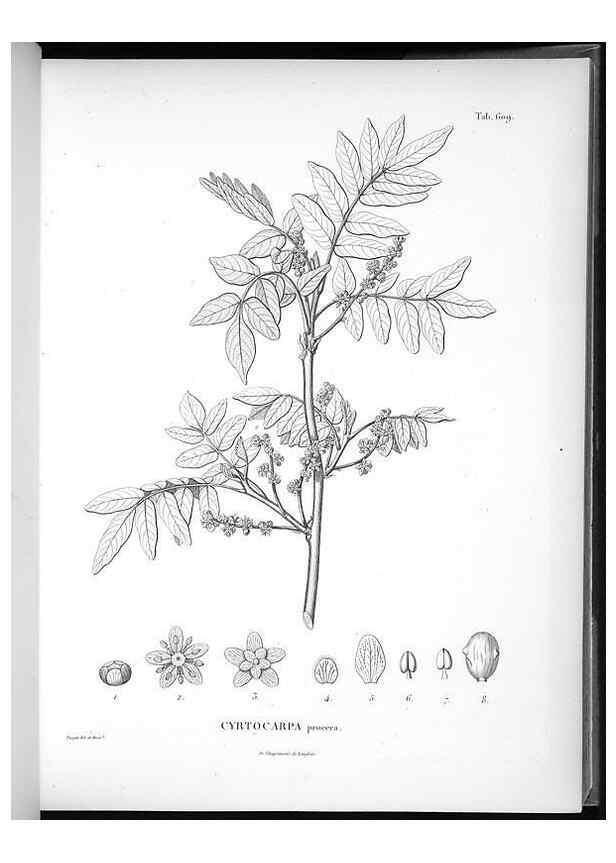 Reproducción/Reproduction 49556661561: Nova genera et species plantarum :. Antverpiae :Ex officina Christophori Plantini ...,1576.. 