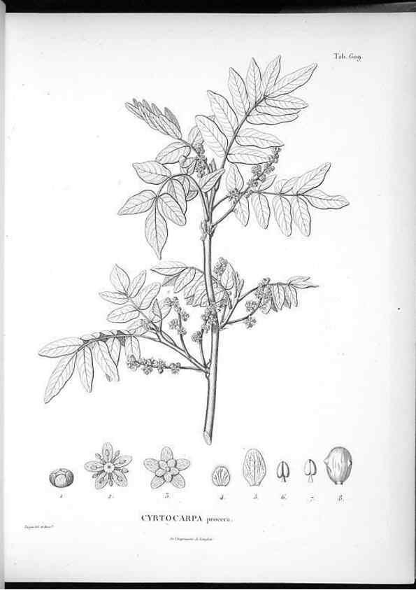 Reproducción/Reproduction 49556661561: Nova genera et species plantarum :. Antverpiae :Ex officina Christophori Plantini ...,1576.. 