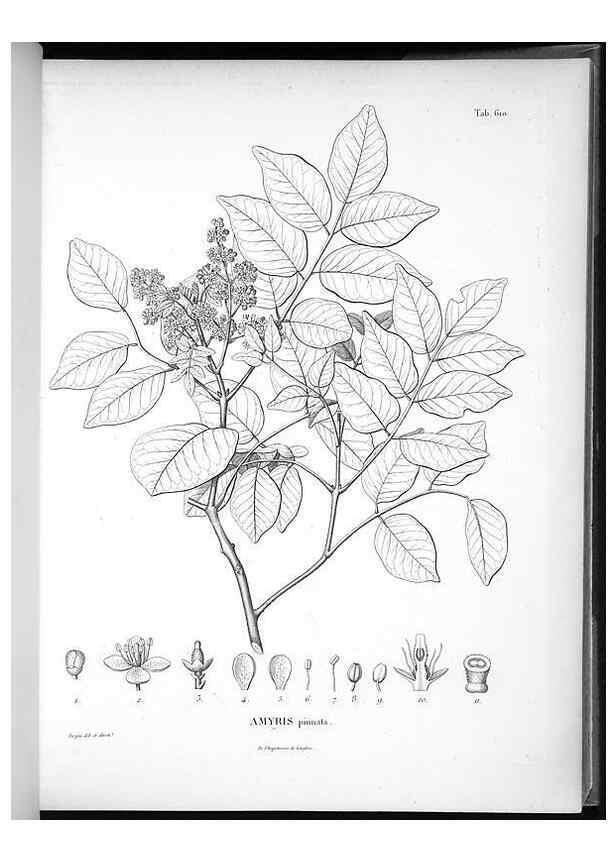 Reproducción/Reproduction 49556661726: Nova genera et species plantarum :. Antverpiae :Ex officina Christophori Plantini ...,1576.. 