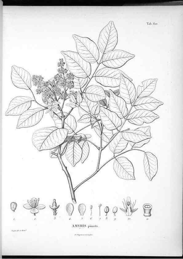 Reproducción/Reproduction 49556661726: Nova genera et species plantarum :. Antverpiae :Ex officina Christophori Plantini ...,1576.. 