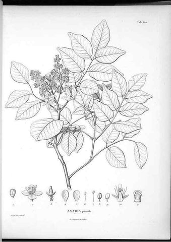 Reproducción/Reproduction 49556661726: Nova genera et species plantarum :. Antverpiae :Ex officina Christophori Plantini ...,1576.. 