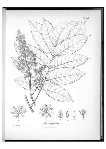 Reproducción/Reproduction 49556163733: Nova genera et species plantarum :. Antverpiae :Ex officina Christophori Plantini ...,1576.. 