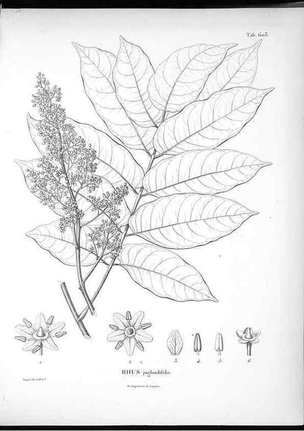 Reproducción/Reproduction 49556163733: Nova genera et species plantarum :. Antverpiae :Ex officina Christophori Plantini ...,1576.. 