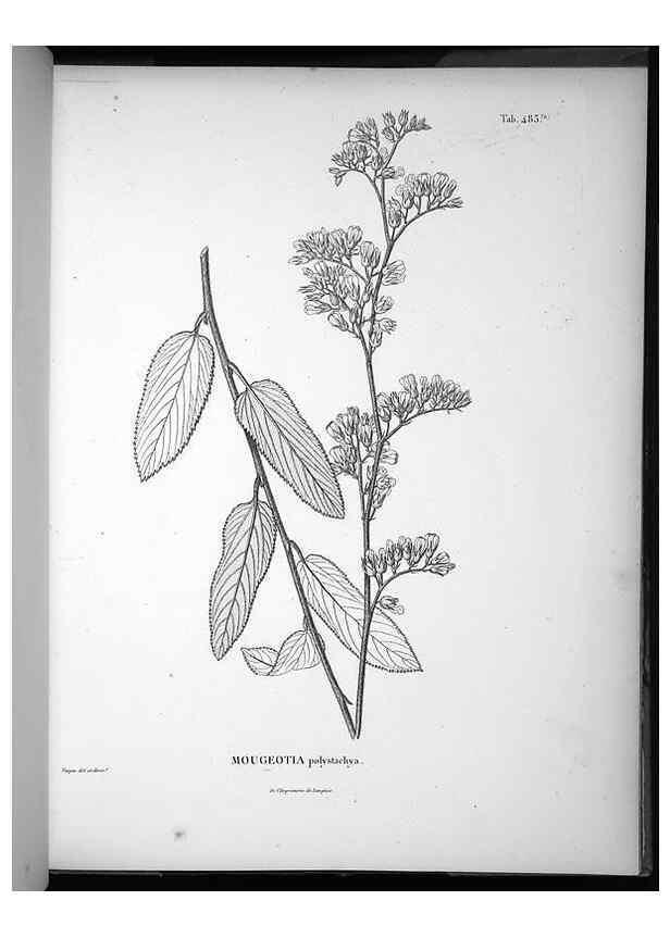 Reproducción/Reproduction 49556588051: Nova genera et species plantarum :. Antverpiae :Ex officina Christophori Plantini ...,1576.. 