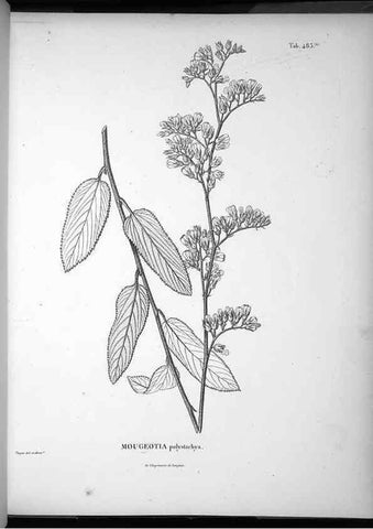Reproducción/Reproduction 49556588051: Nova genera et species plantarum :. Antverpiae :Ex officina Christophori Plantini ...,1576.. 