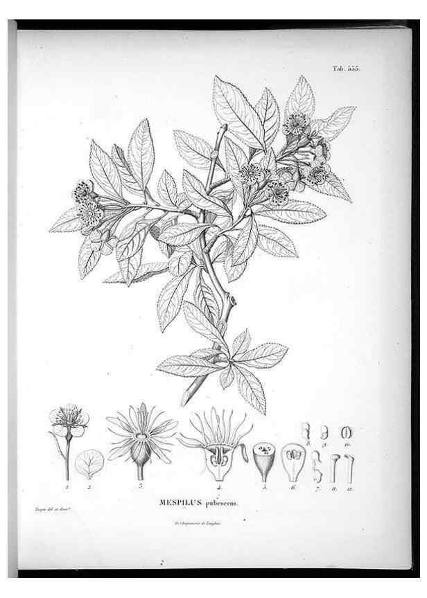 Reproducción/Reproduction 49556625996: Nova genera et species plantarum :. Antverpiae :Ex officina Christophori Plantini ...,1576.. 