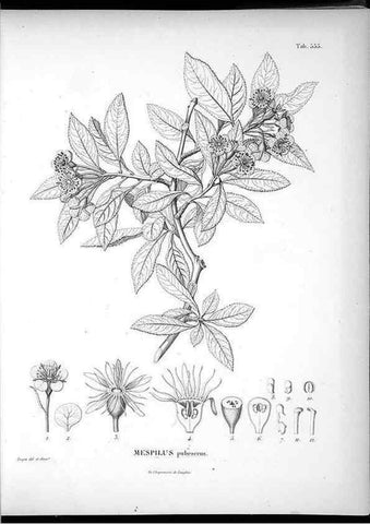 Reproducción/Reproduction 49556625996: Nova genera et species plantarum :. Antverpiae :Ex officina Christophori Plantini ...,1576.. 