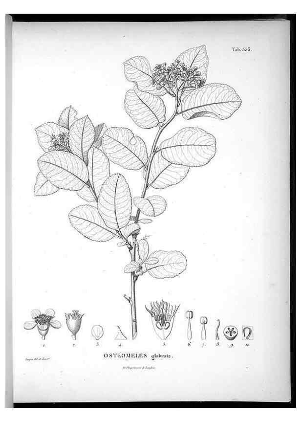 Reproducción/Reproduction 49556862842: Nova genera et species plantarum :. Antverpiae :Ex officina Christophori Plantini ...,1576.. 