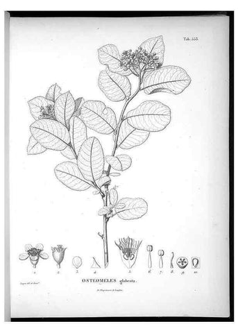 Reproducción/Reproduction 49556862842: Nova genera et species plantarum :. Antverpiae :Ex officina Christophori Plantini ...,1576.. 