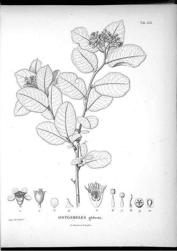 Reproducción/Reproduction 49556862842: Nova genera et species plantarum :. Antverpiae :Ex officina Christophori Plantini ...,1576.. 