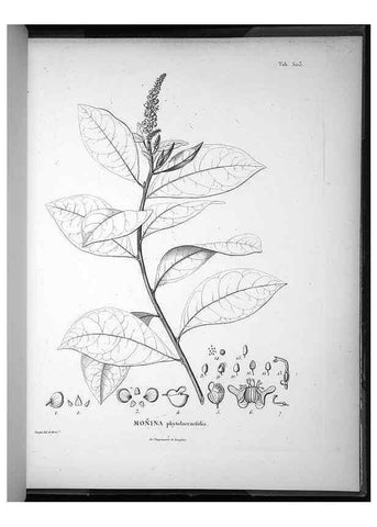 Reproducción/Reproduction 49556095363: Nova genera et species plantarum :. Antverpiae :Ex officina Christophori Plantini ...,1576.. 