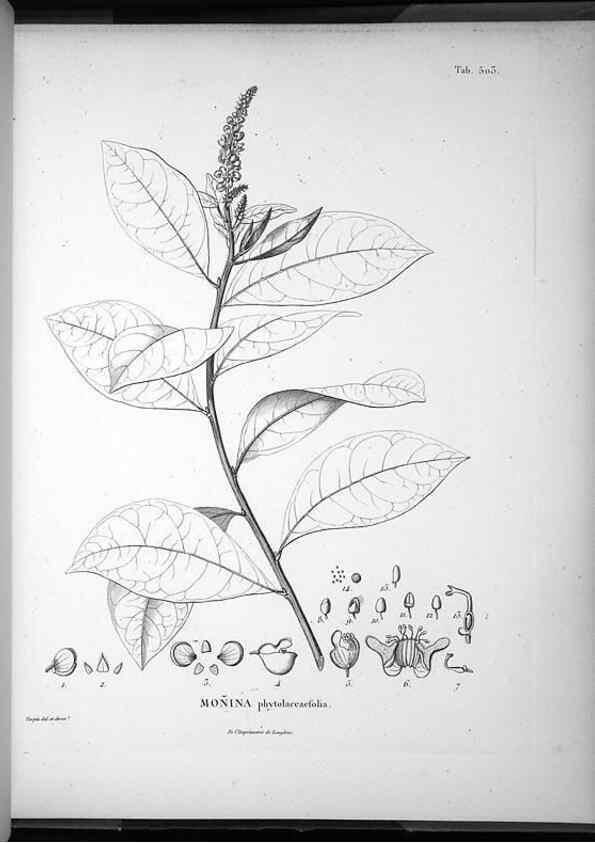 Reproducción/Reproduction 49556095363: Nova genera et species plantarum :. Antverpiae :Ex officina Christophori Plantini ...,1576.. 