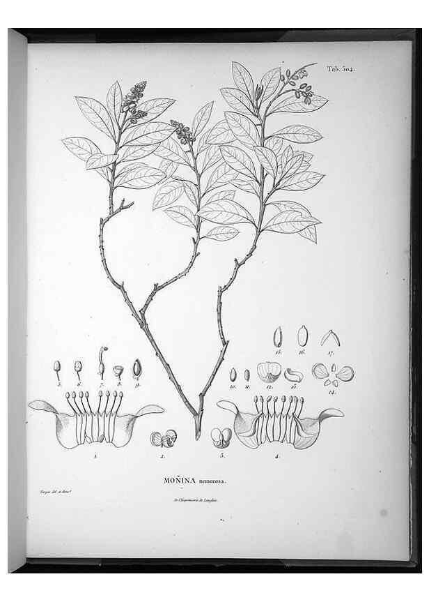Reproducción/Reproduction 49556592751: Nova genera et species plantarum :. Antverpiae :Ex officina Christophori Plantini ...,1576.. 