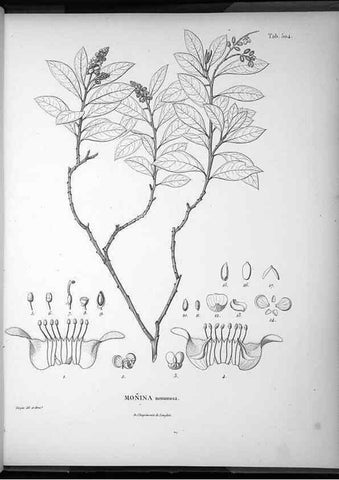 Reproducción/Reproduction 49556592751: Nova genera et species plantarum :. Antverpiae :Ex officina Christophori Plantini ...,1576.. 