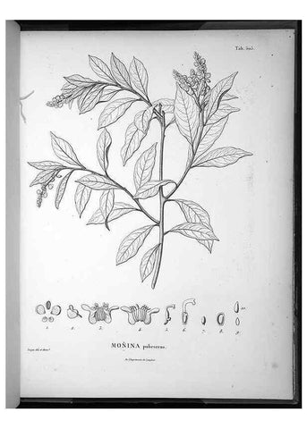 Reproducción/Reproduction 49556095888: Nova genera et species plantarum :. Antverpiae :Ex officina Christophori Plantini ...,1576.. 
