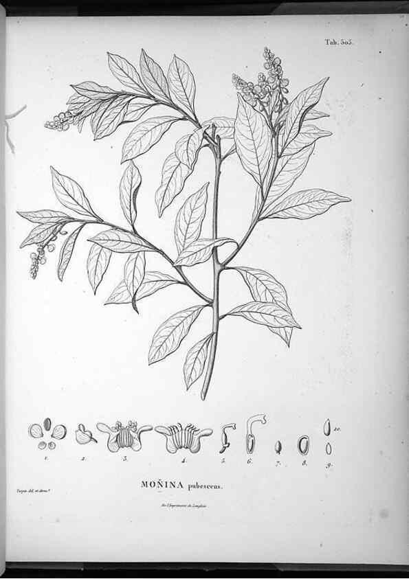 Reproducción/Reproduction 49556095888: Nova genera et species plantarum :. Antverpiae :Ex officina Christophori Plantini ...,1576.. 
