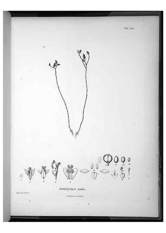 Reproducción/Reproduction 49556593116: Nova genera et species plantarum :. Antverpiae :Ex officina Christophori Plantini ...,1576.. 