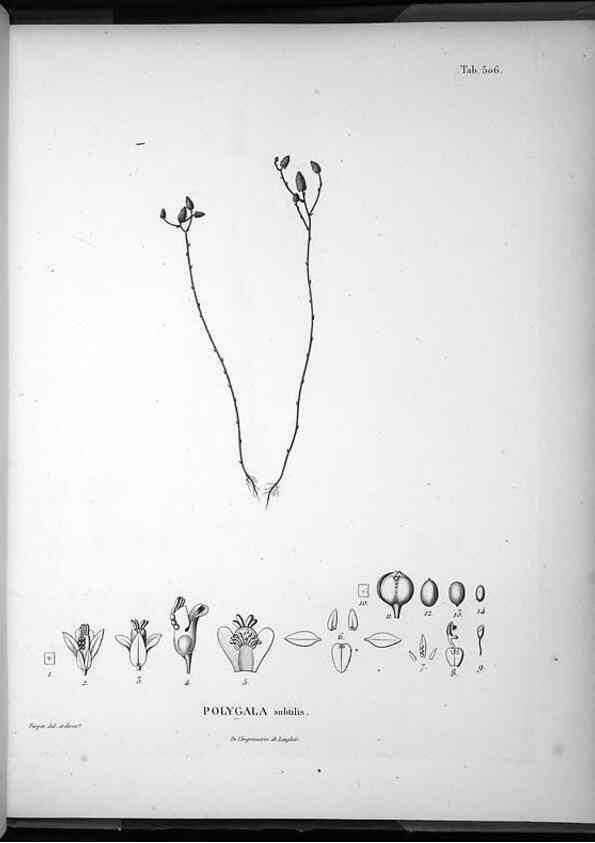 Reproducción/Reproduction 49556593116: Nova genera et species plantarum :. Antverpiae :Ex officina Christophori Plantini ...,1576.. 