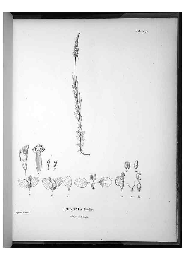 Reproducción/Reproduction 49556830152: Nova genera et species plantarum :. Antverpiae :Ex officina Christophori Plantini ...,1576.. 