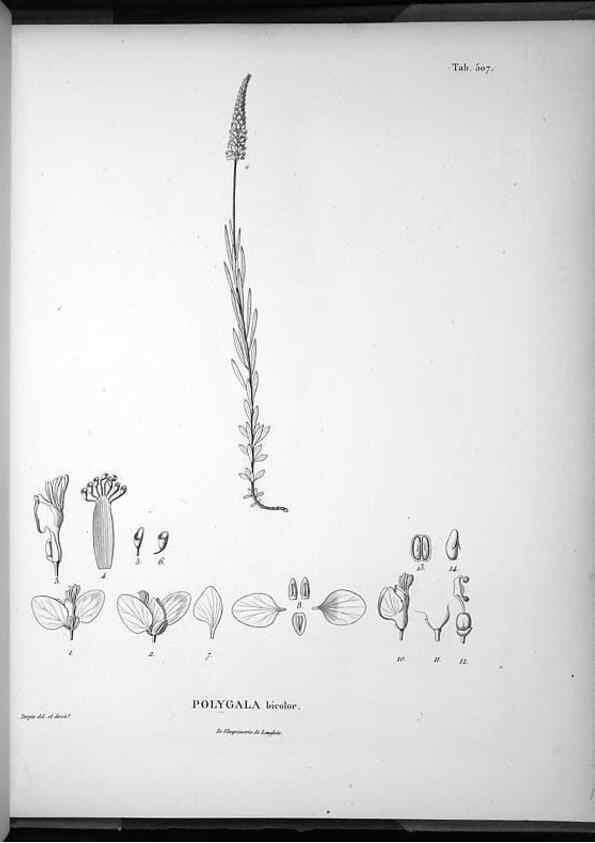 Reproducción/Reproduction 49556830152: Nova genera et species plantarum :. Antverpiae :Ex officina Christophori Plantini ...,1576.. 