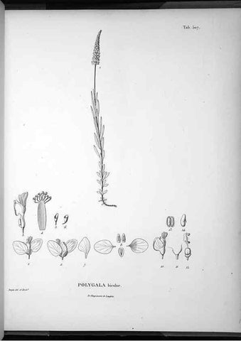 Reproducción/Reproduction 49556830152: Nova genera et species plantarum :. Antverpiae :Ex officina Christophori Plantini ...,1576.. 