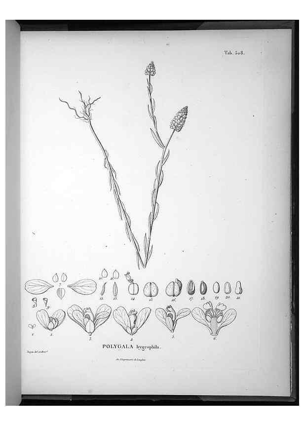 Reproducción/Reproduction 49556096688: Nova genera et species plantarum :. Antverpiae :Ex officina Christophori Plantini ...,1576.. 