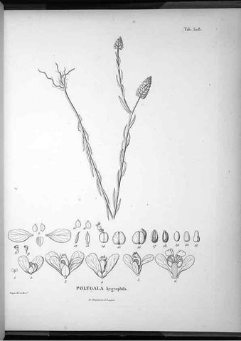 Reproducción/Reproduction 49556096688: Nova genera et species plantarum :. Antverpiae :Ex officina Christophori Plantini ...,1576.. 