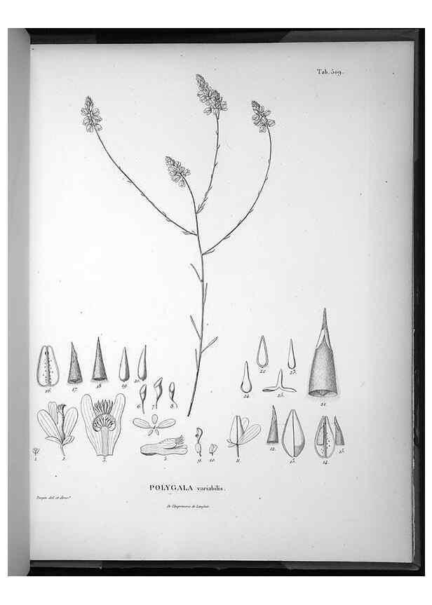 Reproducción/Reproduction 49556096883: Nova genera et species plantarum :. Antverpiae :Ex officina Christophori Plantini ...,1576.. 