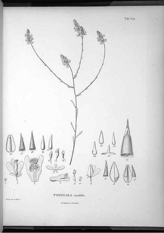 Reproducción/Reproduction 49556096883: Nova genera et species plantarum :. Antverpiae :Ex officina Christophori Plantini ...,1576.. 