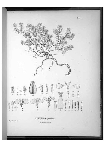 Reproducción/Reproduction 49556097173: Nova genera et species plantarum :. Antverpiae :Ex officina Christophori Plantini ...,1576.. 