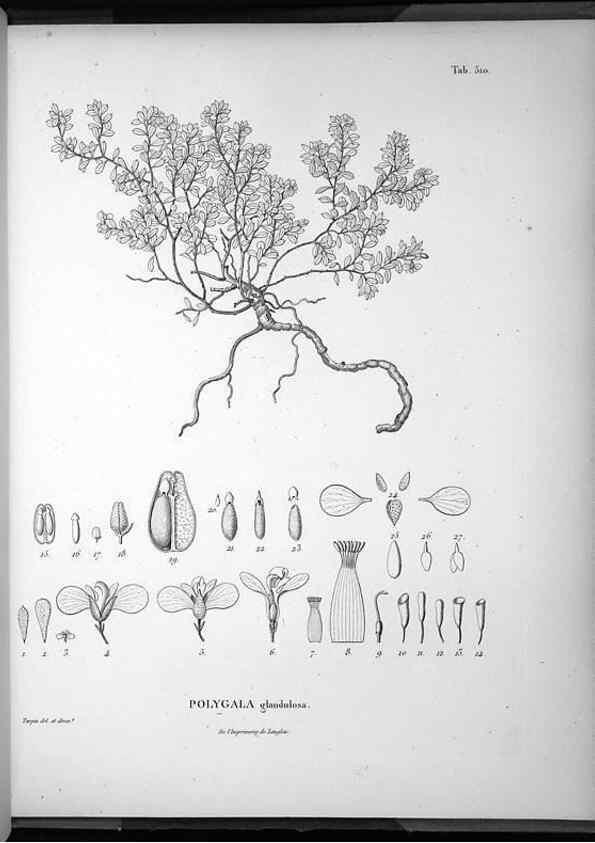 Reproducción/Reproduction 49556097173: Nova genera et species plantarum :. Antverpiae :Ex officina Christophori Plantini ...,1576.. 