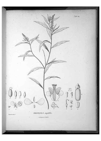 Reproducción/Reproduction 49556097468: Nova genera et species plantarum :. Antverpiae :Ex officina Christophori Plantini ...,1576.. 