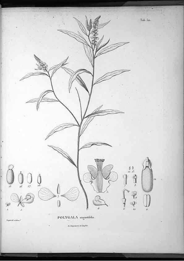 Reproducción/Reproduction 49556097468: Nova genera et species plantarum :. Antverpiae :Ex officina Christophori Plantini ...,1576.. 