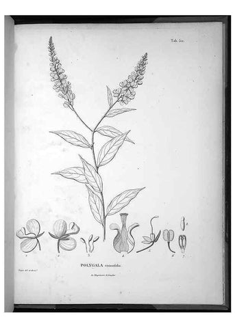 Reproducción/Reproduction 49556831652: Nova genera et species plantarum :. Antverpiae :Ex officina Christophori Plantini ...,1576.. 
