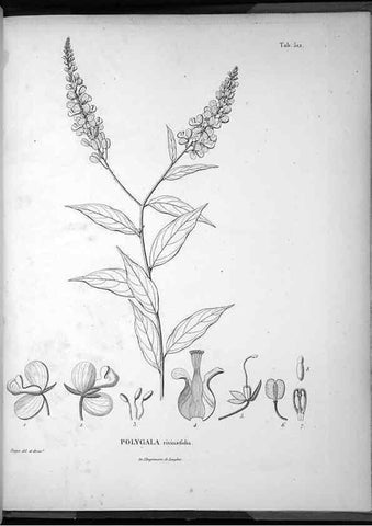 Reproducción/Reproduction 49556831652: Nova genera et species plantarum :. Antverpiae :Ex officina Christophori Plantini ...,1576.. 