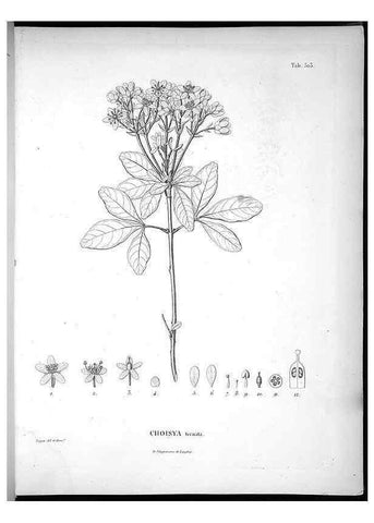 Reproducción/Reproduction 49556855227: Nova genera et species plantarum :. Antverpiae :Ex officina Christophori Plantini ...,1576.. 