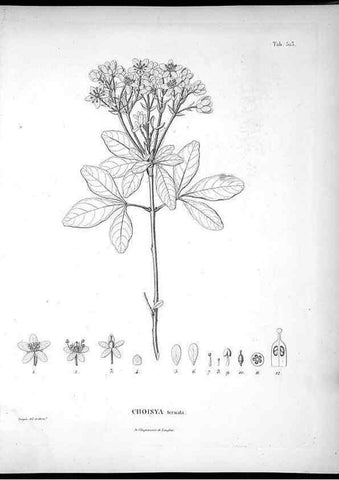 Reproducción/Reproduction 49556855227: Nova genera et species plantarum :. Antverpiae :Ex officina Christophori Plantini ...,1576.. 