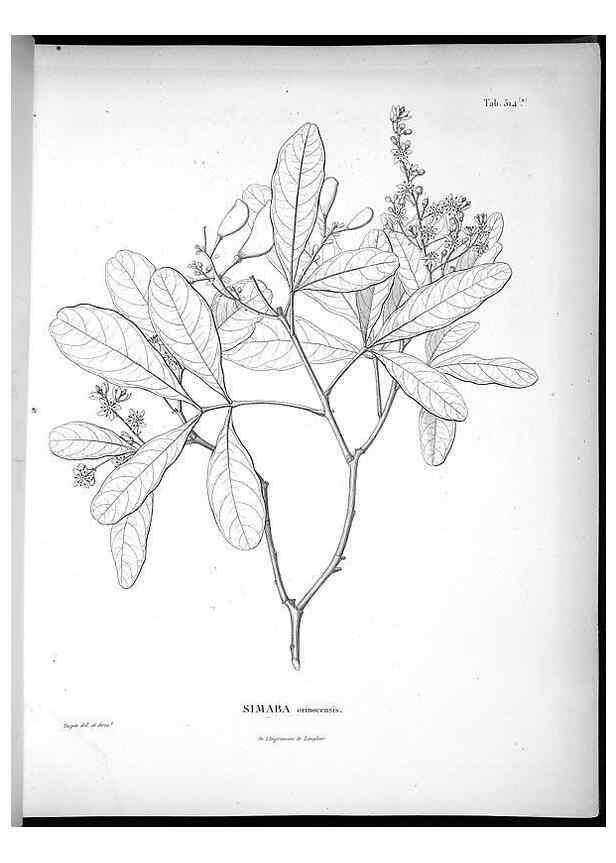 Reproducción/Reproduction 49556121703: Nova genera et species plantarum :. Antverpiae :Ex officina Christophori Plantini ...,1576.. 