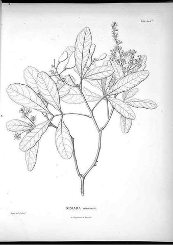 Reproducción/Reproduction 49556121703: Nova genera et species plantarum :. Antverpiae :Ex officina Christophori Plantini ...,1576.. 